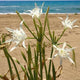 Екстракт от пясъчна Лилия Pancratium Maritimum